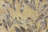 Fossil Fish (Gosiutichthys) Mortality Plate - Lake Gosiute #130093-2
